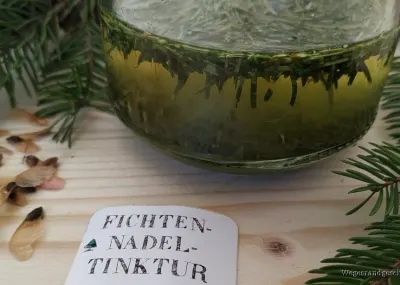 Glas mit Fichtennadeln in Alkohol und Etikett Fichtennadeltinktur