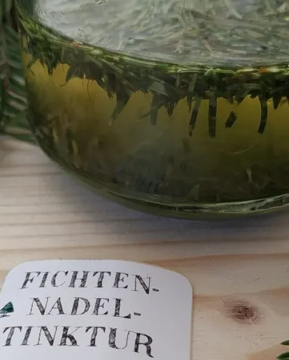 Glas mit Fichtennadeln in Alkohol und Etikett Fichtennadeltinktur