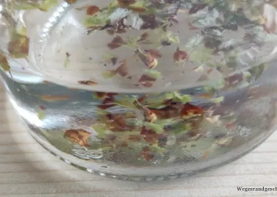 Glasschale mit Himbeersprossen in Flüssigkeit
