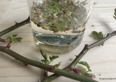Rosenknospen in einem Glas mit Flüssigkeit, daneben Rosenzweige