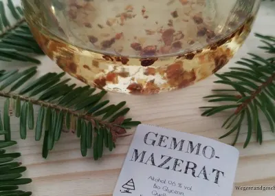 Glas mit Knospen in Flüssigkeit und Etikett Gemmomazerat, daneben Tannenzweige