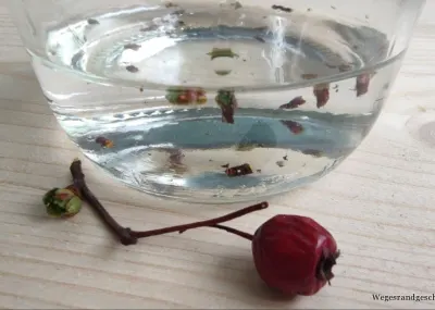 Weißdornknospen in einer Glasschale mit einer roten Beere